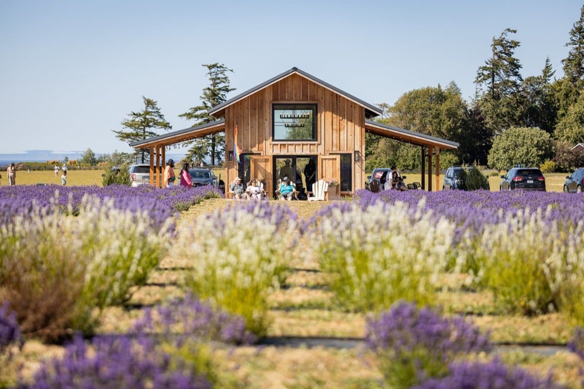 Lavender field reception location